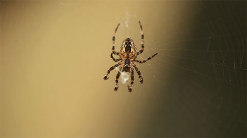Spider Suspended in Web Close-Up