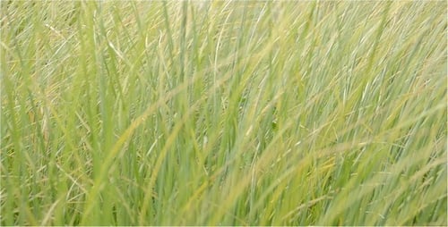 Field