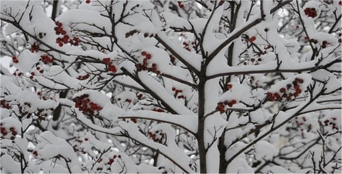 Mountain Ash