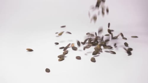 Dried Pumpkin Seeds Falling Isolated Over White Background - close up
