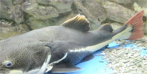 Unterwasserwelt 3