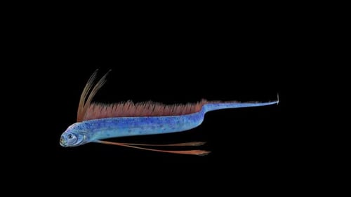 Hairtail Fish