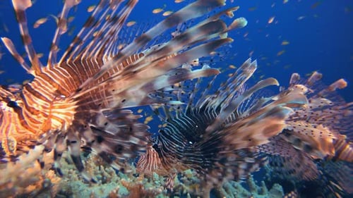 Feuerfisch Tropisch Unterwasser