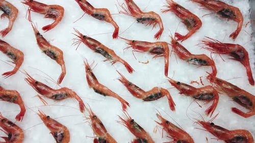 Sea Prawns on Ice.