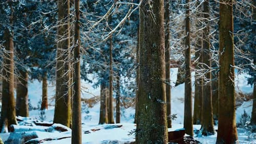 Frosty Winter Landscape in Snowy Forest