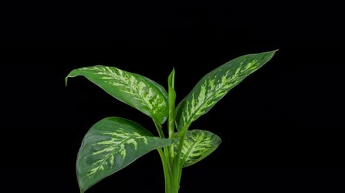 Time lapse of the leaves of a tropical plant opening up