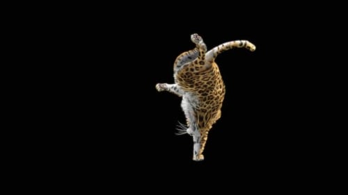 Leopard Dancing HD