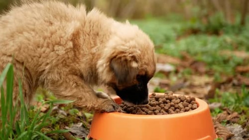 Tan Puppy Eating Food out of Orange Bowl
