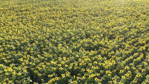 Top View of a Field of Flowering Sunflowers on the Background of Sunset