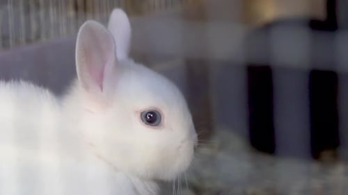 Close Up of White Rabbit in Cage