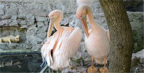 Pelican 3