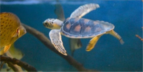 Underwater World 11