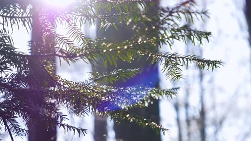 Falling snow flakes in the forest. Slow motion. Macro snow particles in the sun light falling.