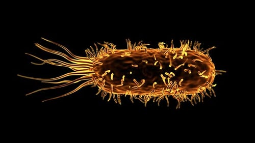 Bacteria