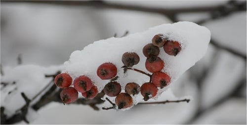 Mountain Ash 2