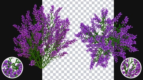 Animated Purple Flowers Blooming Growth with Alpha Channel