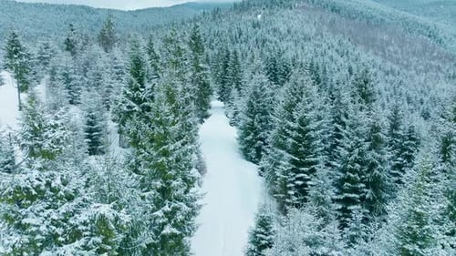 Forêt, montagnes, neige, hiver, froid, forêt, colline, neige
