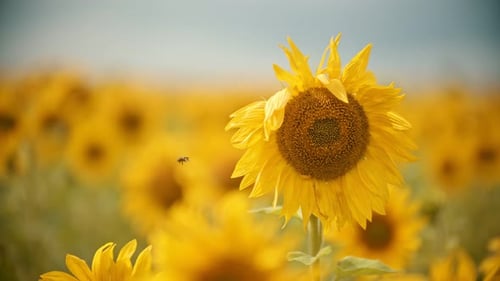 A Bright Yellow Sunflower Growing on the Field - the Bee Flying Around and Collecting the Pollen