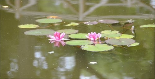 Lilien