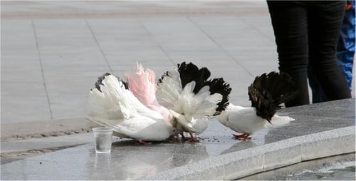 Doves