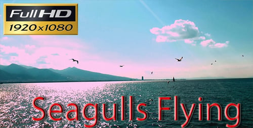 Möwen fliegen