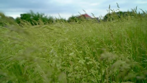 Background Green Grass on a Meadow, Blowing the Wind, Evening Time.