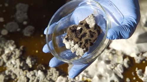 Mold Sample in Petri Dish being Held in Hand