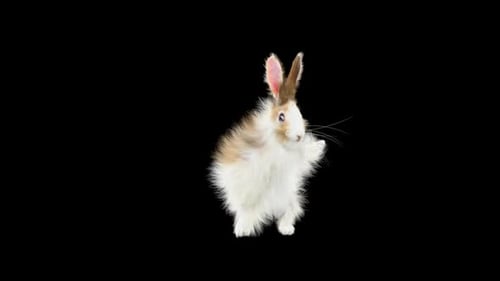 Animated Fluffy Rabbit Gesturing Alpha Channel
