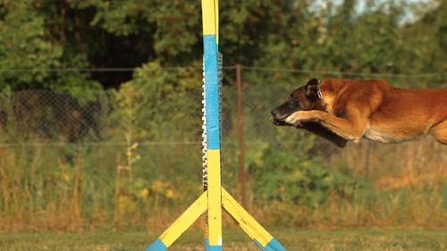 Dog jumping through a wheel, Ultra Slow Motion