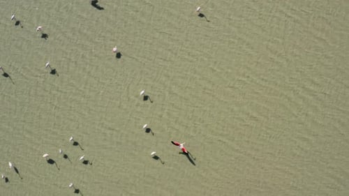 Drone Flying Over a Flock of Pink Flamingo Birds Living