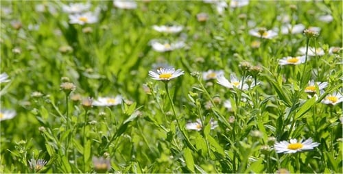Flower Bed 2