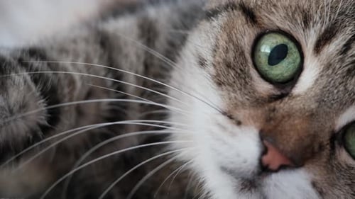 La pupila ocular de un gato se hace pequeña y se va a dormir