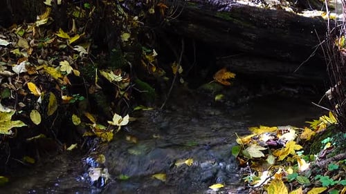 Stream