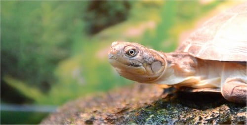 Turtle 3