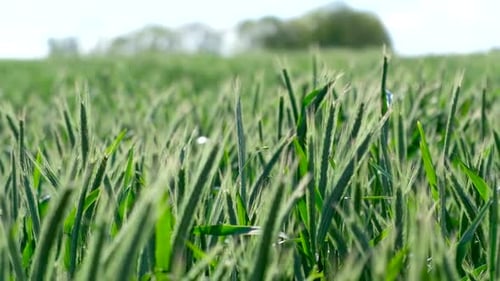 Green Wheat