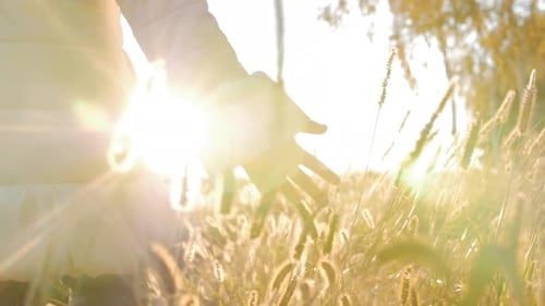 Baby Girl Farmer Hand Touching Touching Grass, Wheat, Corn Agriculture on the Field Against a