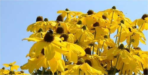 Vibrant Yellow Rudbeckia Flowers against Blue Sky