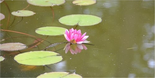 Lilien 2