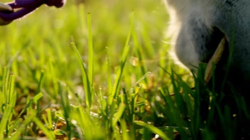 Des chevaux paissent dans l'herbe dans un ranch