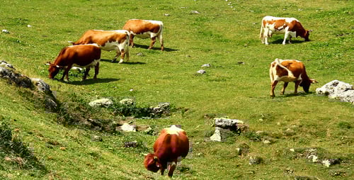 Cows Grazing on Lush Green Hillside Pasture