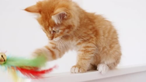 Cute Ginger Kitten Playing with Colorful Toy