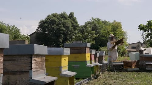 Beekeeper is working with bees and beehives