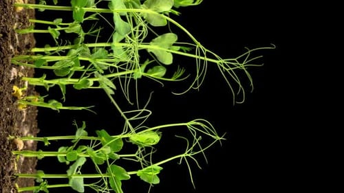Green Sprouts Growing in Soil Time Lapse