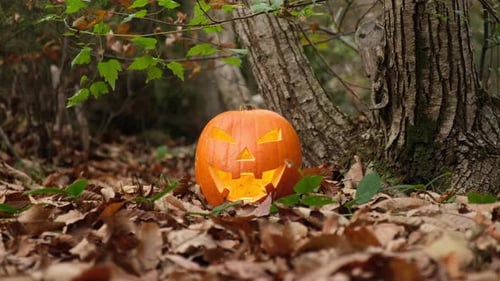 Carved Pumpkin in the Woods with Glowing Light