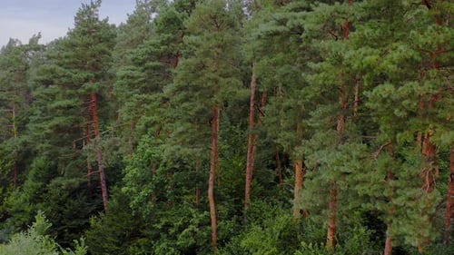 Grüner Wald. Pinien im Wald. Baum-Muster.