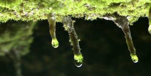 Waterdrops