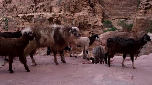 Angry Goat Ram Turns To The Fellow Smaller Goat And Scares It In Ancient City Of Petra