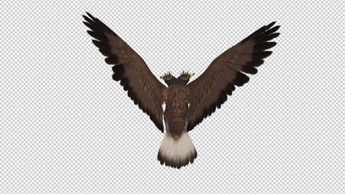 Imperial Eagle - Doble cabeza - Lazo volador - Parte superior trasera