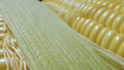 Bright Yellow Corn on the Cob in Husk