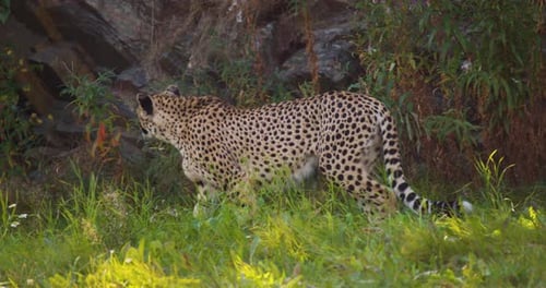 Cheetah Stands in Grassy Habitat